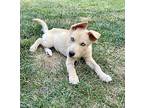 Dennis Labrador Retriever Puppy Male