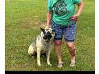 Maverick German Shepherd Dog Adult Male