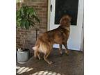 Skyhawk Golden Retriever Young Male
