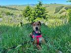 Scout Black and Tan Coonhound Adult Female