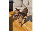 Cara Labrador Retriever Adult Female