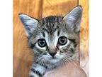 Raine Domestic Shorthair Kitten Female