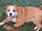 Tevya Boxer Young Male