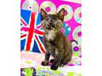 Scary Spice Domestic Shorthair Kitten Female