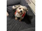 Sofie Maltese Adult Female