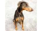 Rita, Doberman Pinscher For Adoption In Belen, New Mexico