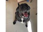 Marshall, Labrador Retriever For Adoption In Midland, Texas