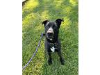 Veda, Labrador Retriever For Adoption In Battleground, Indiana