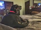 Gracie, Doberman Pinscher For Adoption In Belen, New Mexico