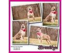 Brooklyn, American Pit Bull Terrier For Adoption In Mt. Gilead, Ohio