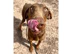 Mabel, Doberman Pinscher For Adoption In Belen, New Mexico