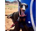 Gemini, Doberman Pinscher For Adoption In Belen, New Mexico