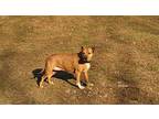 Faith, Staffordshire Bull Terrier For Adoption In Pittstown, New Jersey