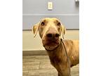 Mitchell, Doberman Pinscher For Adoption In Belen, New Mexico