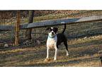 Mj, Boston Terrier For Adoption In Pittstown, New Jersey