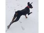 Booda, Doberman Pinscher For Adoption In Belen, New Mexico