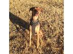 Elsa, Doberman Pinscher For Adoption In Belen, New Mexico