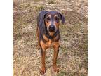 Samson, Doberman Pinscher For Adoption In Belen, New Mexico