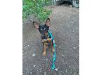 Tyler, Doberman Pinscher For Adoption In Belen, New Mexico