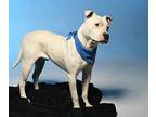 Banjo - Sponsored, American Pit Bull Terrier For Adoption In Cookeville