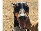 Wyatt, Doberman Pinscher For Adoption In Belen, New Mexico
