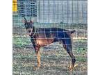 Copper, Doberman Pinscher For Adoption In Belen, New Mexico