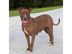 Sasha, American Pit Bull Terrier For Adoption In Cookeville, Tennessee