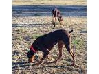 Jasper, Doberman Pinscher For Adoption In Belen, New Mexico