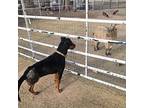 Bonita, Doberman Pinscher For Adoption In Belen, New Mexico
