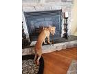 Faith, American Pit Bull Terrier For Adoption In Albertville, Minnesota