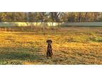 Lizzie, Doberman Pinscher For Adoption In Belen, New Mexico