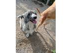Nyx, Terrier (unknown Type, Medium) For Adoption In Kelowna, British Columbia