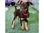 Ruby, Doberman Pinscher For Adoption In Belen, New Mexico