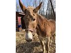 Delilah Rose, Donkey/mule/burro/hinny For Adoption In East Hartland, Connecticut