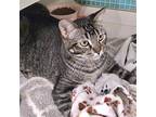 Tom, Abyssinian For Adoption In Napa, California