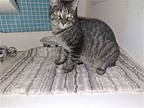 Jenna Napa Petco, American Shorthair For Adoption In Napa, California