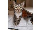 Jenny Napa Petco, American Shorthair For Adoption In Napa, California