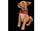 Zeus S., American Pit Bull Terrier For Adoption In Somerset, Kentucky