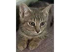 Dabney, Domestic Shorthair For Adoption In Lewistown, Pennsylvania