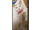 Gretel, Turkish Van For Adoption In Somerset, Kentucky