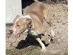 Colby, American Pit Bull Terrier For Adoption In Byron, Georgia
