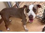 Tulip, Terrier (unknown Type, Medium) For Adoption In St Augustine, Florida