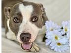 Leona, American Pit Bull Terrier For Adoption In Byron, Georgia