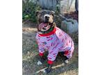 General, American Pit Bull Terrier For Adoption In Byron, Georgia