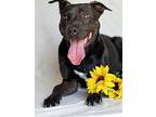 Onyx, Labrador Retriever For Adoption In Byron, Georgia