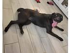 Pixie, Labrador Retriever For Adoption In Byron, Georgia
