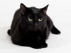 Rosie, Domestic Shorthair For Adoption In Kingston, Ontario
