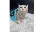Shrimp, Turkish Angora For Adoption In Woodway, Texas