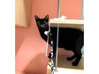 Emmanuel, Domestic Shorthair For Adoption In Key West, Florida