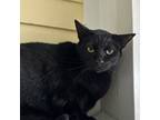 Kimchi, Domestic Shorthair For Adoption In Key West, Florida